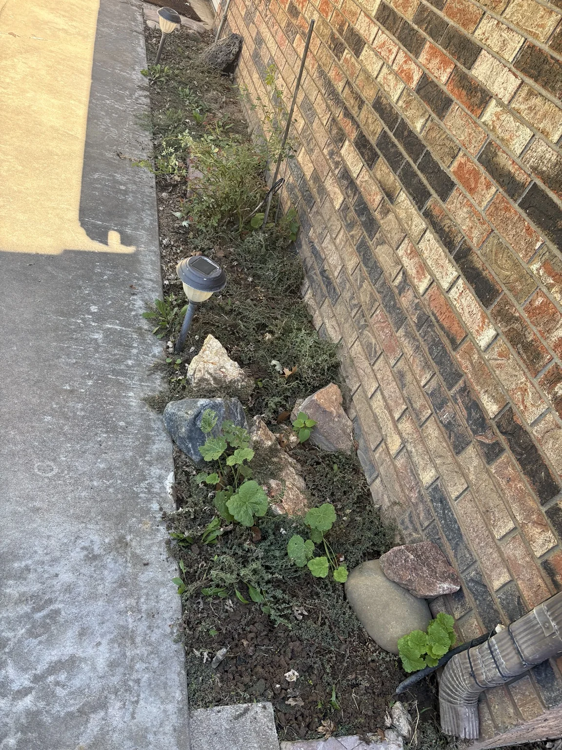 Before: weedy garden bed alongside brick home and concrete walkway
