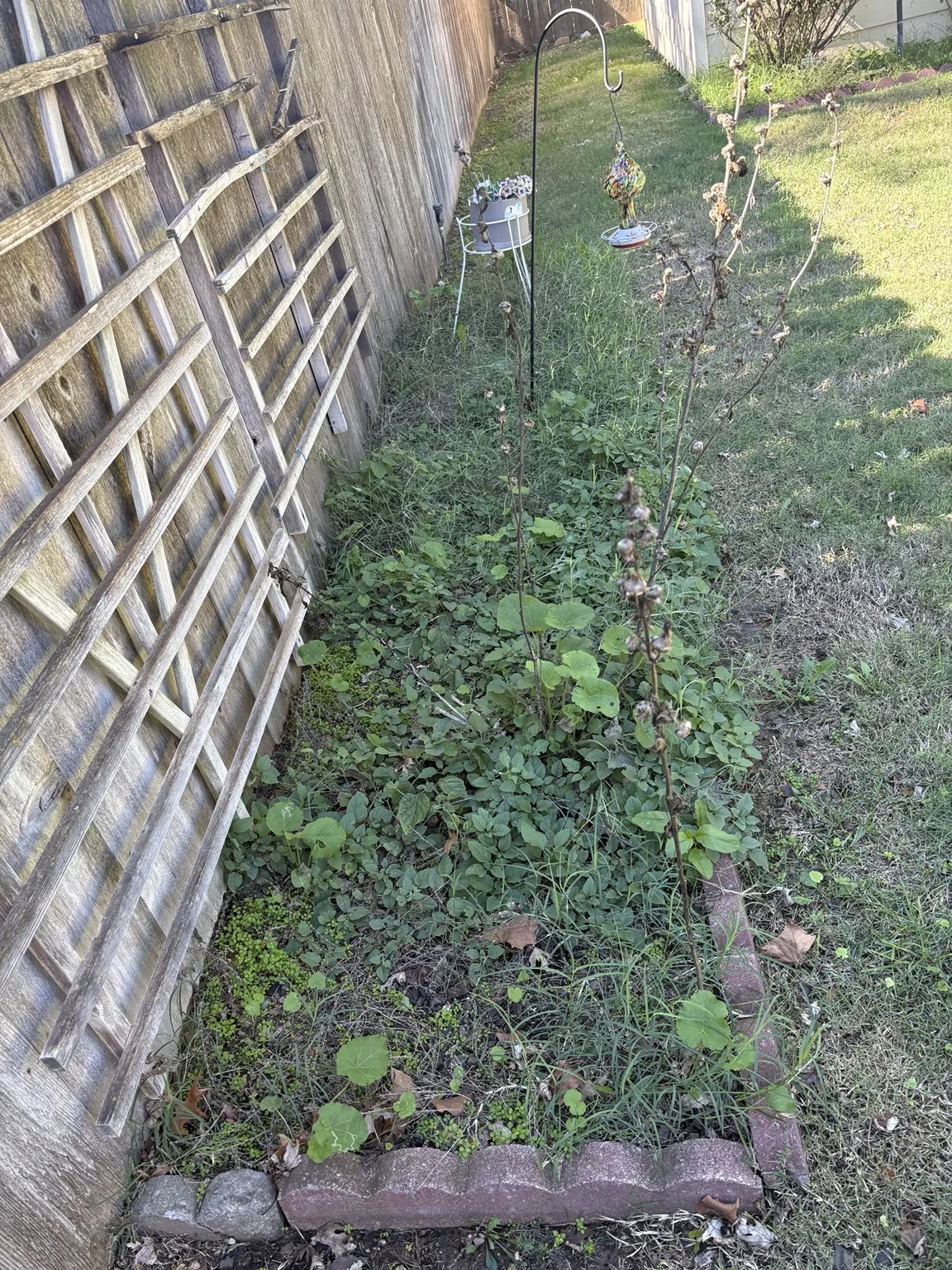 Before: overgrown flower bed beside wooden fence