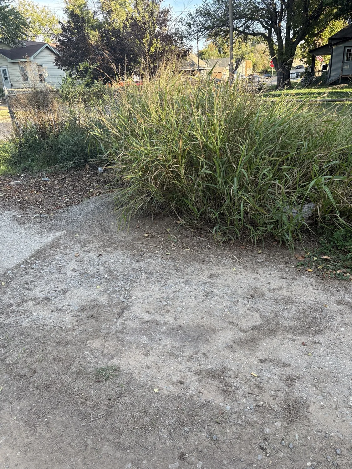 Before: dense tall grass and weeds along the driveway and chain-link fence