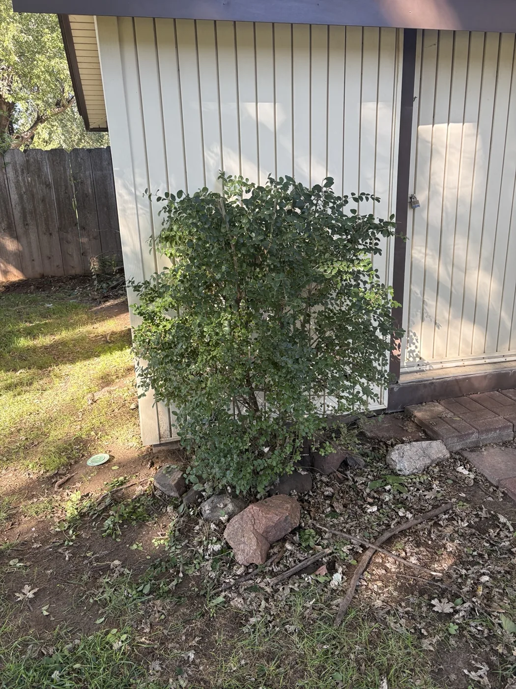 After: shrub neatly trimmed into a compact shape beside the building