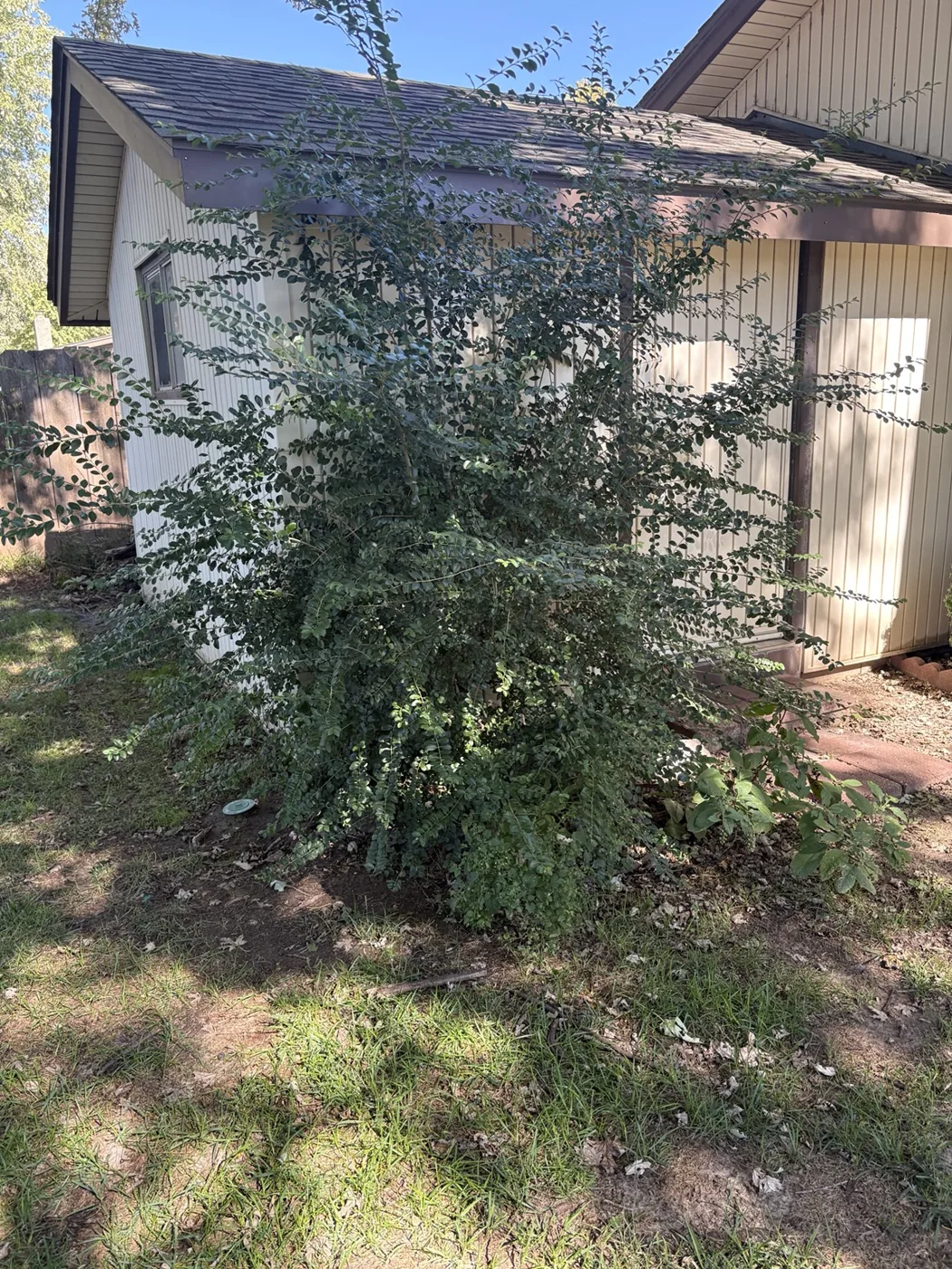 Before: overgrown shrub with branches extending across the side of a building